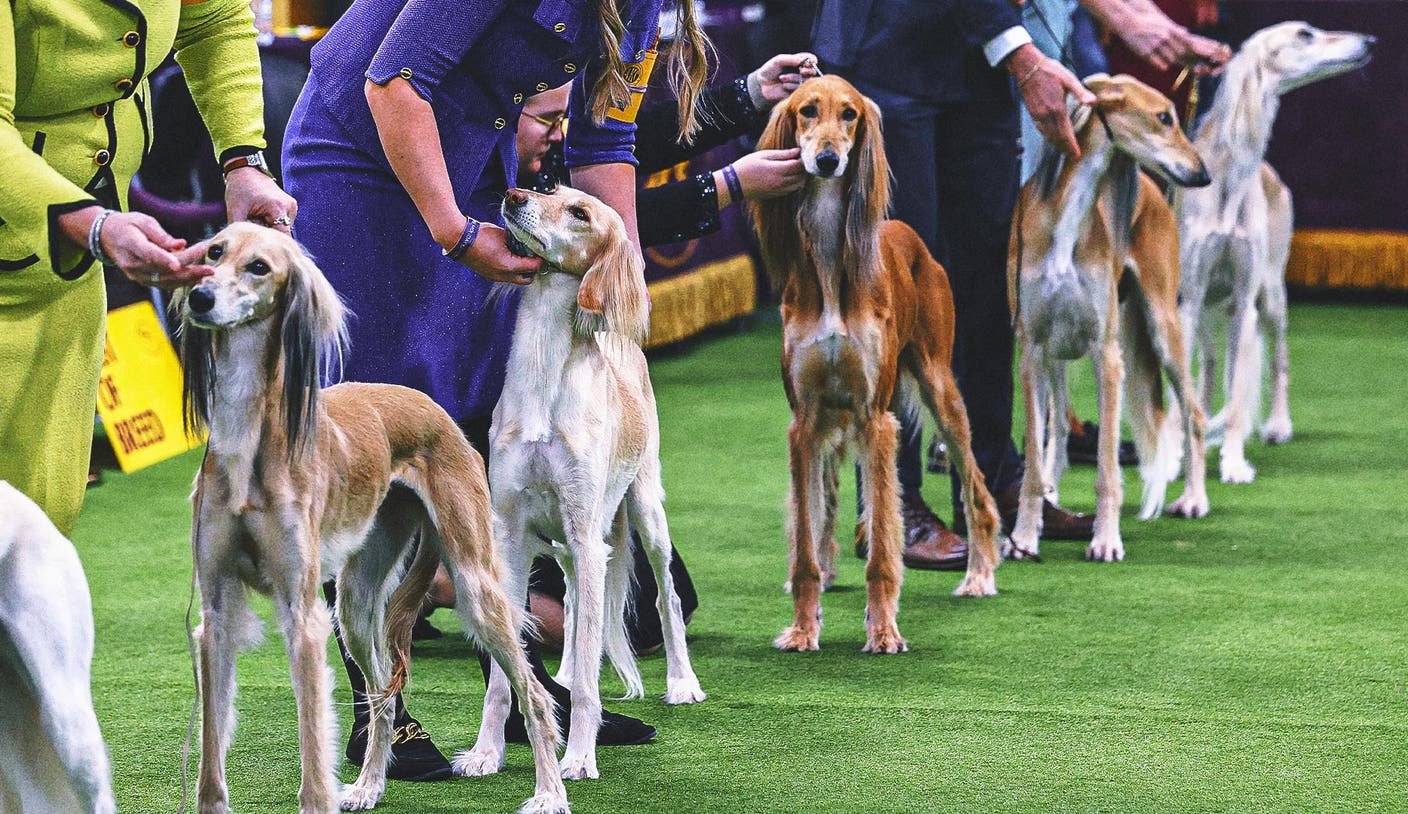 乐鱼leyu官方 乐鱼体育看点：乐鱼app - 2026 威斯敏斯特犬展：各组冠军揭晓，第2日赛况回顾